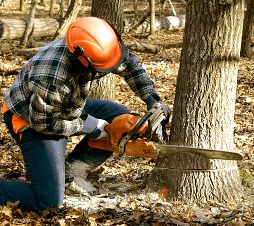 Tree Removal in Duck Hill, MS
